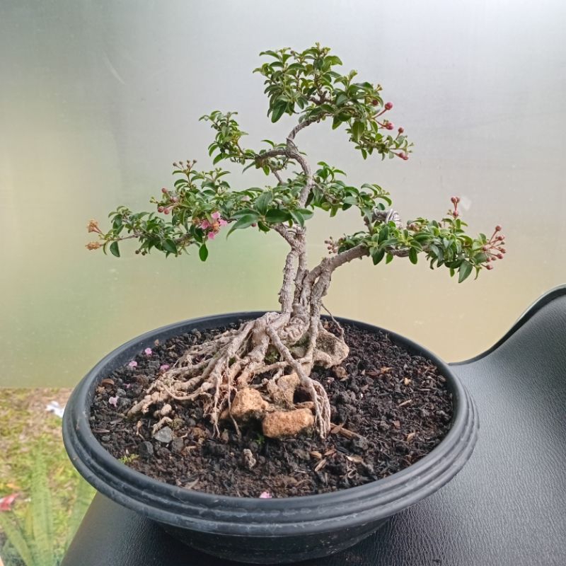 Jual Bonsai Sakura Terlengkap & Harga Terbaru Juli 2026 | Shopee Indonesia