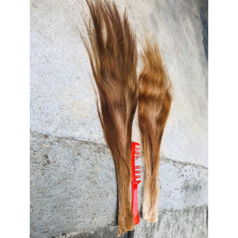 Jual EKOR/BUNTUT SAPI SUPER (RAMBUT BARONGAN) | Shopee Indonesia