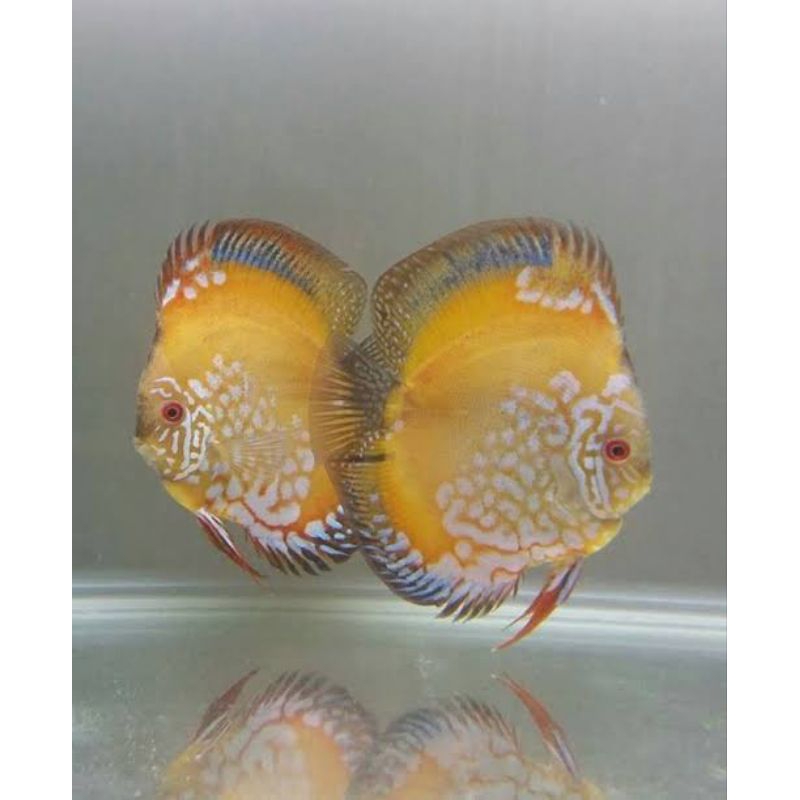 Jual hiasan aquarium ikan hias discus yellow batik 2cm | Shopee Indonesia