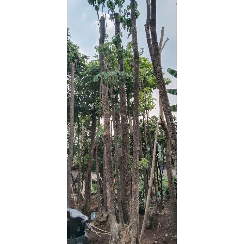 Jual pohon pule grouping berbagai macam ukuran | Shopee Indonesia