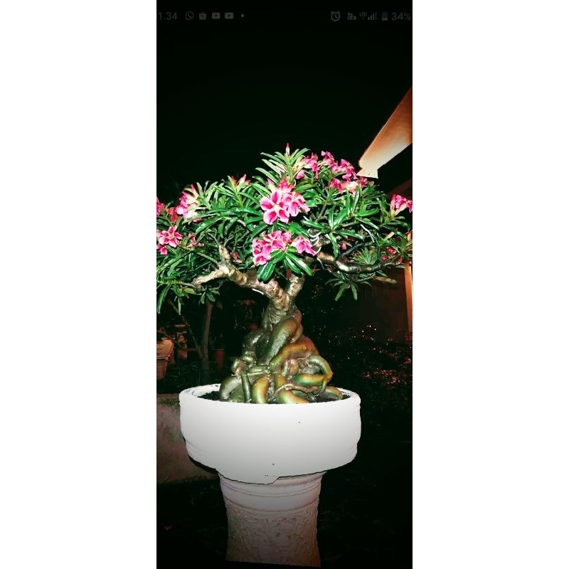 Jual adenium jumbo bongol besar | Shopee Indonesia