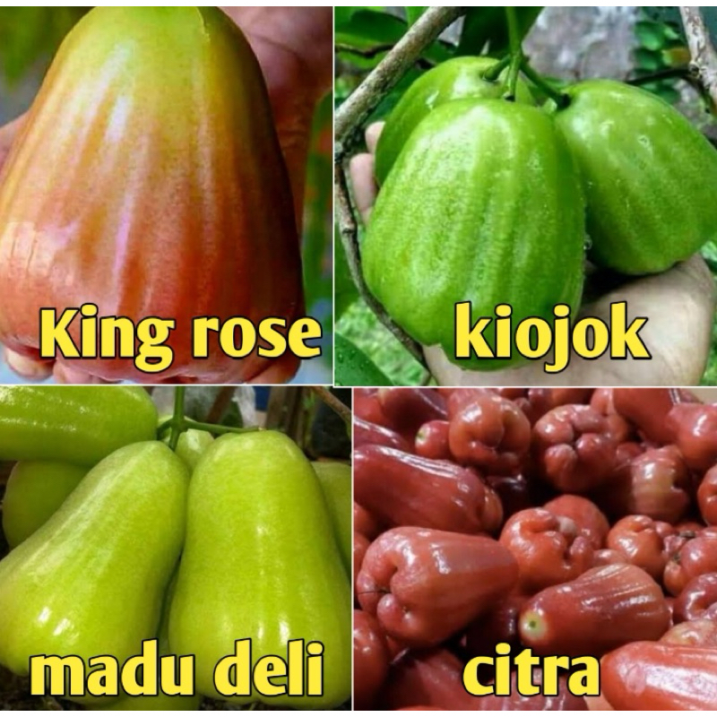 Jual Indukan jambu air batang besar rimbun | Shopee Indonesia