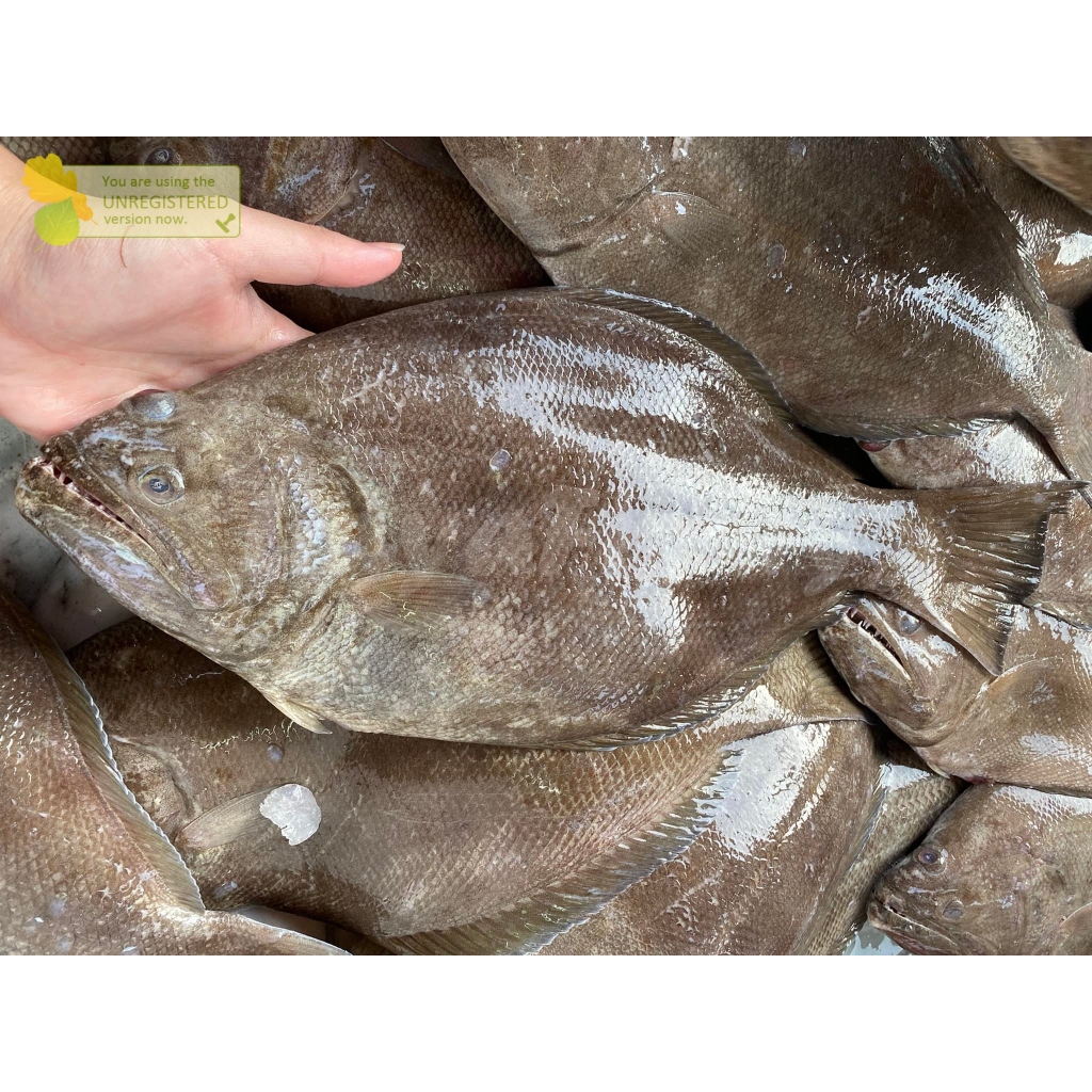 Jual Ikan Sebelah Segar Ikan Sebelah 1Kg | Shopee Indonesia