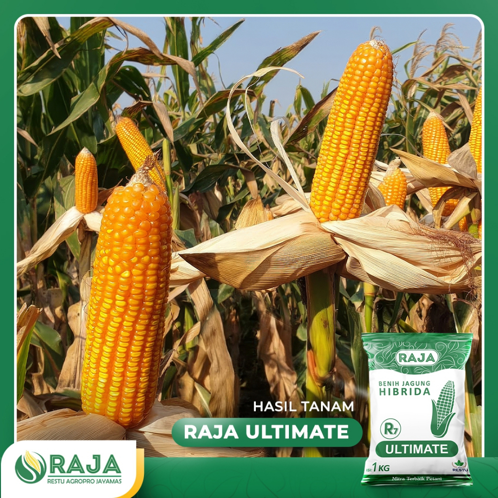 Jual Benih Jagung RAJA R7 Ultimate - 1kg | Shopee Indonesia