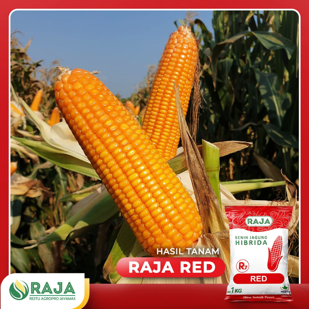 Jual Benih Jagung RAJA R7 Red - 1kg | Shopee Indonesia