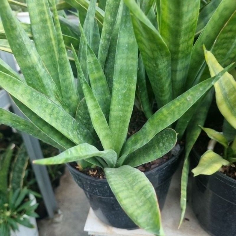 Jual Sansevieria Javanica Variegata | Shopee Indonesia