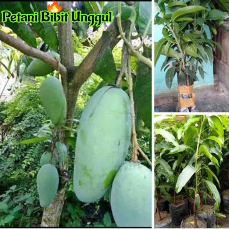 Jual Bibit Mangga Kiojay Tanaman Buah Hasil Okulasi Super Unggulan ...