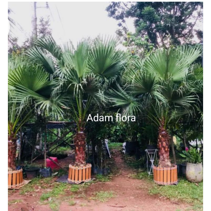 Jual pohon palem Sadeng tinggi 2 meter setengah | Shopee Indonesia