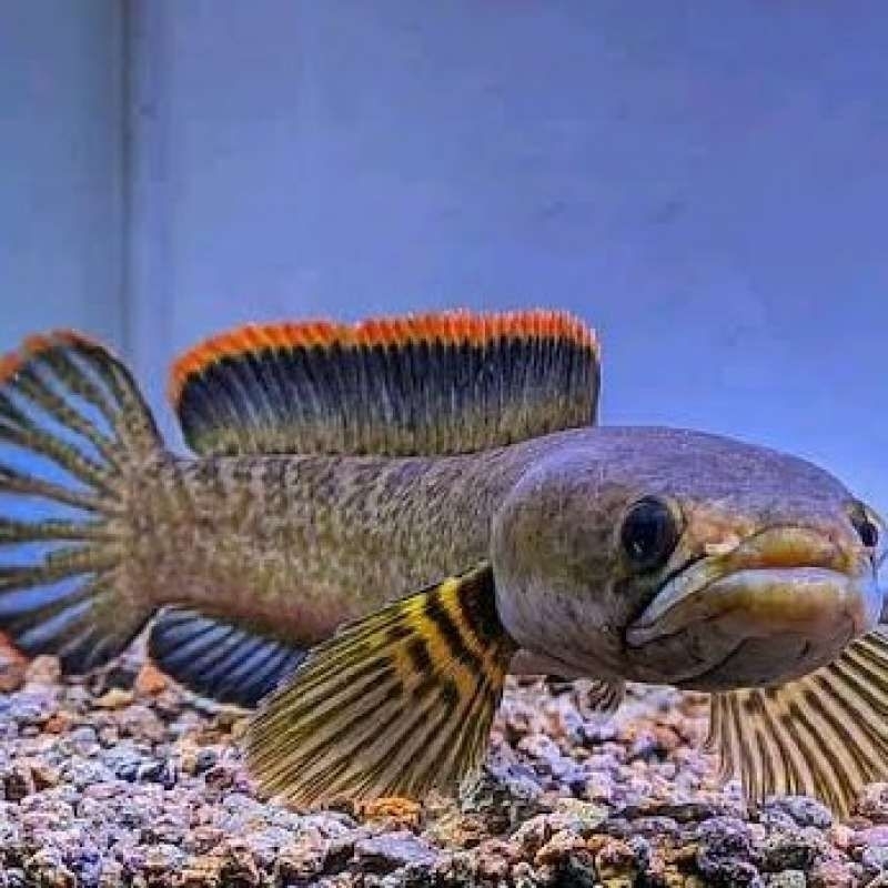 Jual Stiker Channa Limbata single tank | Shopee Indonesia