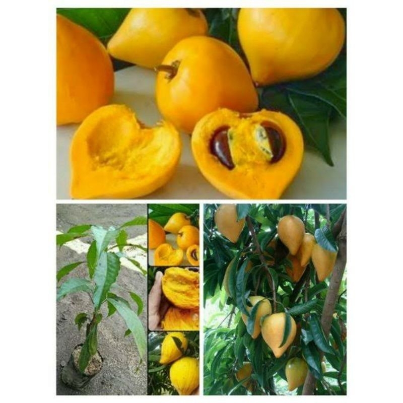 Jual INDUKAN BUAH SAWO ALKESA CANGKOK SIAP BERBUAH | Shopee Indonesia
