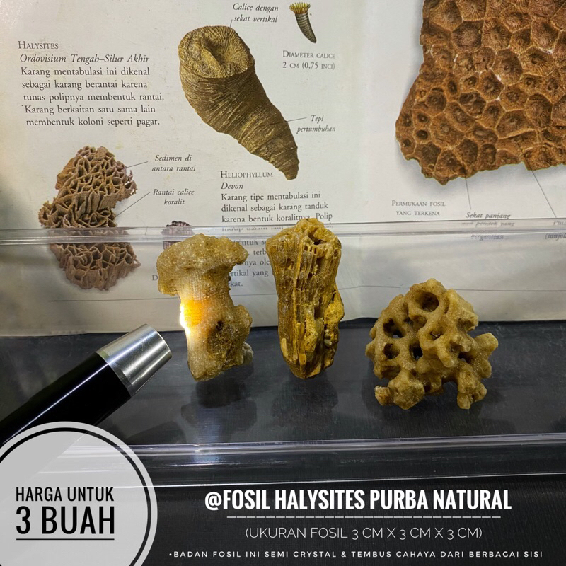 Jual Fosil Halysites Purba Natural C24 atau Fosil Bunga Karang Laut ...