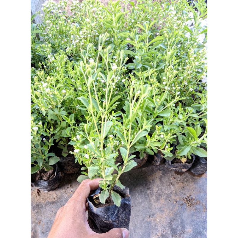 Jual (beli 5 bonus 1) Bibit tanaman herbal daun Stevia super Pengganti ...