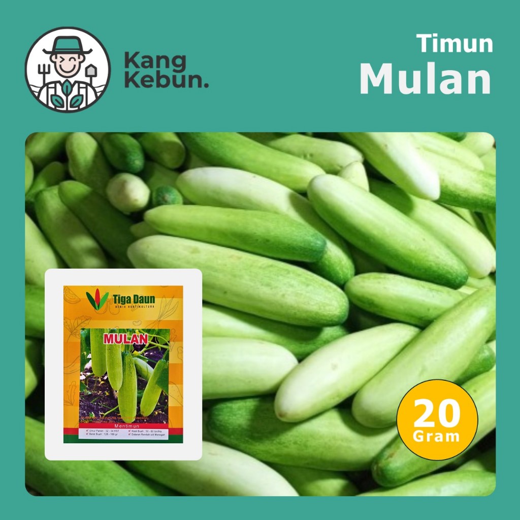 Jual Benih Ketimun Mulan isi 20 Gram Cap Tiga Daun | Shopee Indonesia