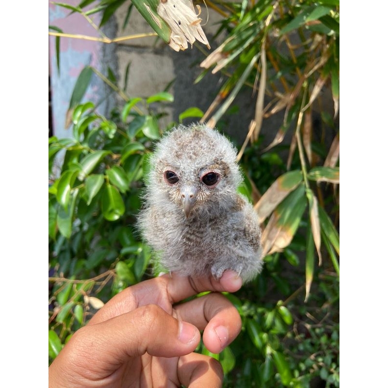Jual Anakan Burung Hantu Clepuk | Shopee Indonesia