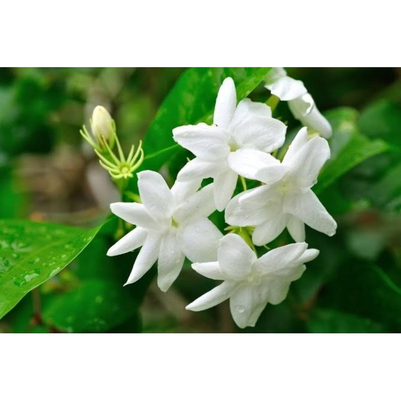 Jual tanaman melati - melati renceng - melati juntai. bunga kecil ...