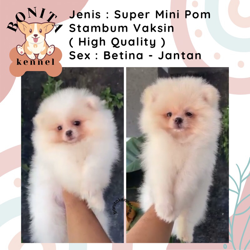 Fashion jual teacup pomeranian