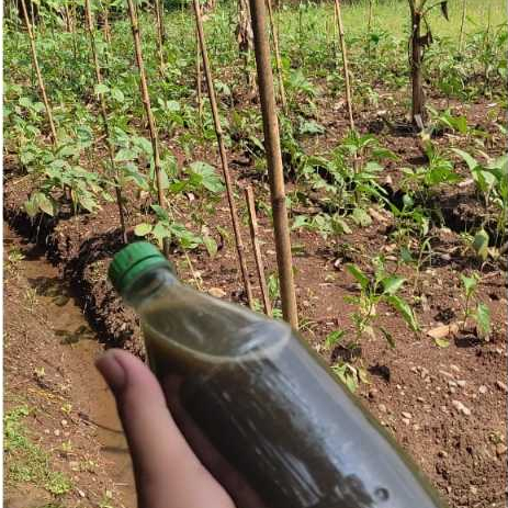 Jual urin sapi fermentasi pupuk organik cair | Shopee Indonesia