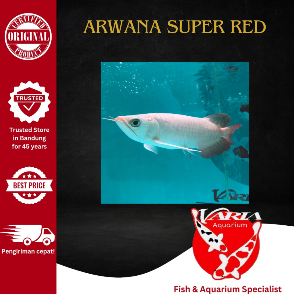 Jual Arwana Super Red 20cm Ikan Hias Tank Aquarium Arwana Super Red