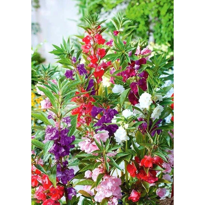 Jual Benih Bibit Biji - Bunga Balsam Camellia Flowered Mixed - Pacar ...