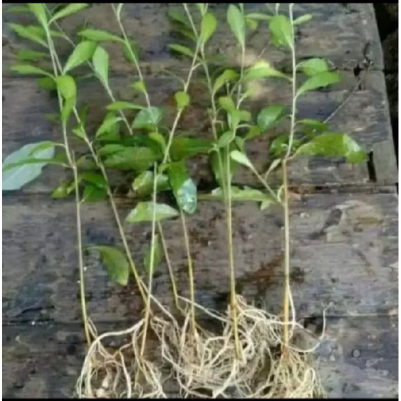 Jual TANAMAN RAMBAT LEE KWAN YEW PERBATANG | Shopee Indonesia