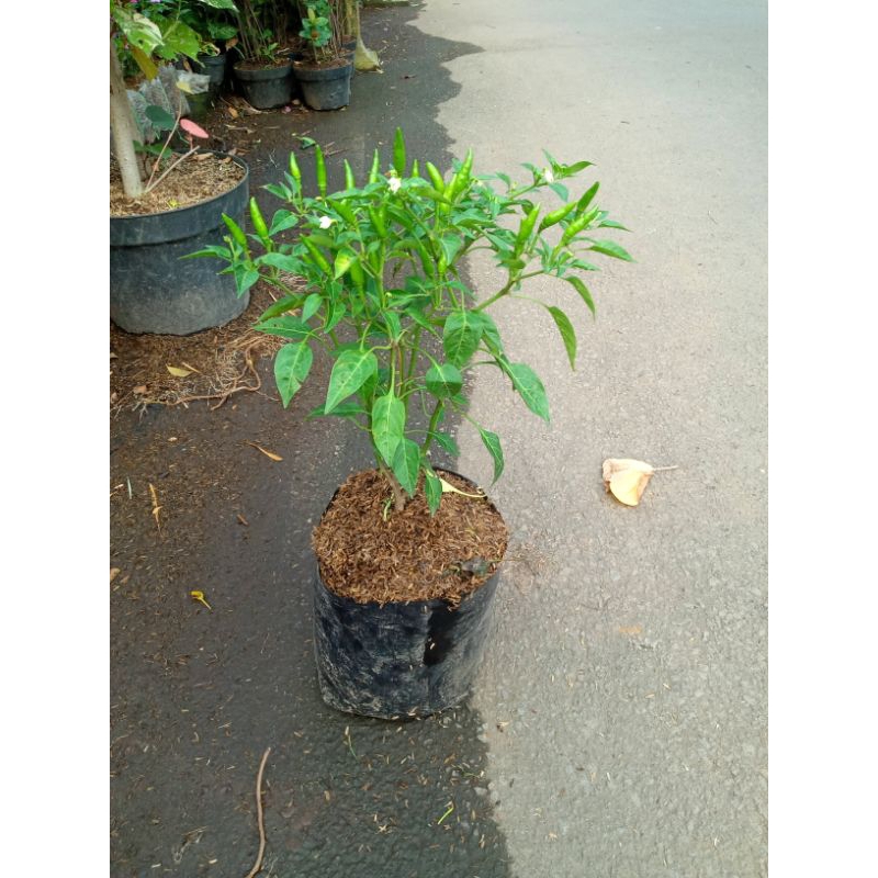 Jual Tanaman Cabe Rawit Polybek Besar | Shopee Indonesia