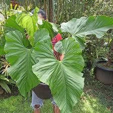 Jual tanaman hias anthurium balaoanum / baloanum jumbo | Shopee Indonesia