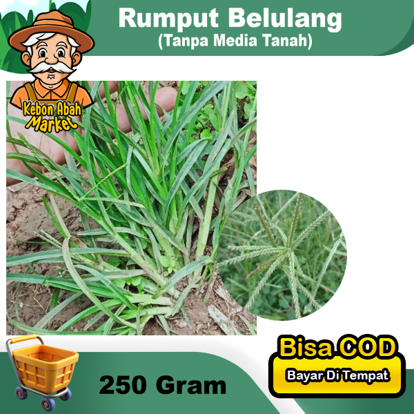 Jual Belulang Rumput Jampang 250 Gram Paragis Daun Akar | Shopee Indonesia
