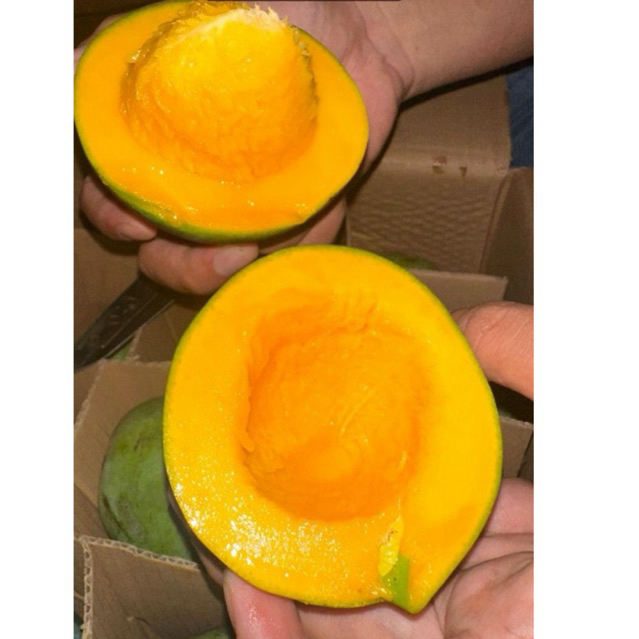 Jual Mangga Alpukat 2 Kg | Shopee Indonesia