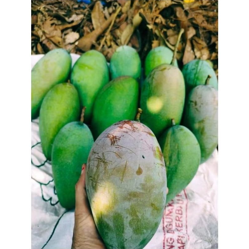 Jual Mangga Kiojay Mengkal Premium 3 kg isi 5 ( Ukuran Jumbo ) | Shopee ...