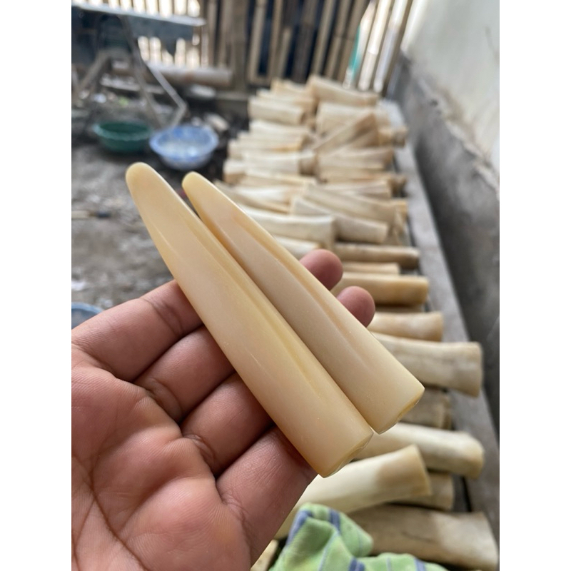Jual Once tulang Pipa tulang sapi impor mulus model taring paus warna ...