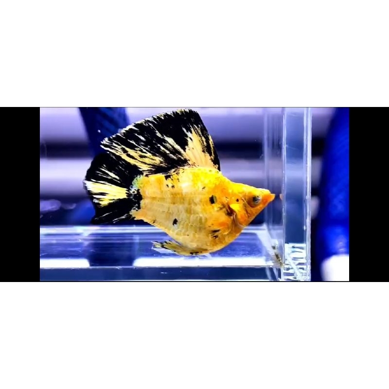 Jual molly balon lemon head ninja R rountail | Shopee Indonesia