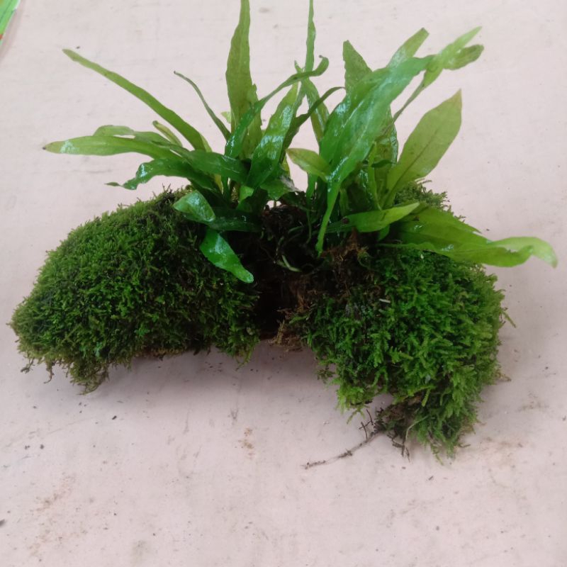 Jual kayu rentek Java paren kadaka pul MOS tanaman Aquascape | Shopee ...