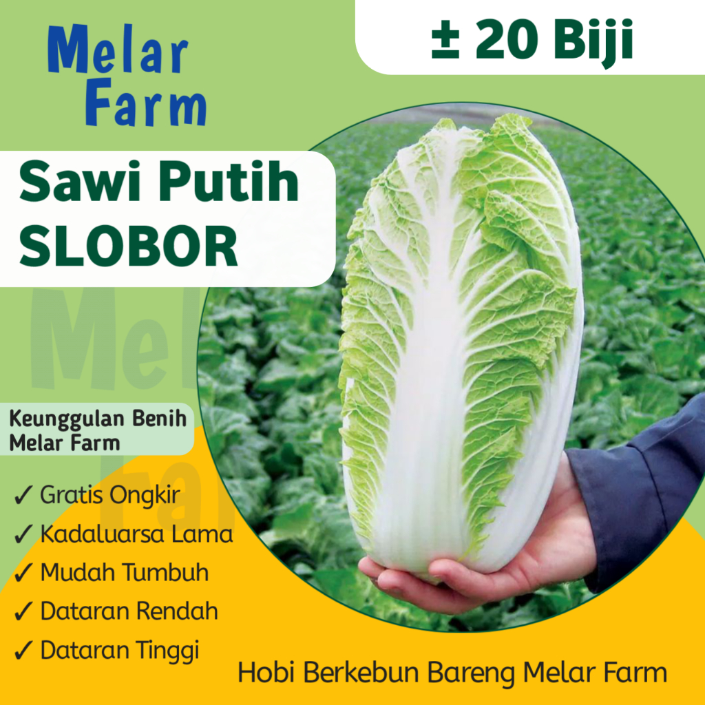 Jual Melar Farm - 20 Benih Sayuran Sawi Putih Slobor Berkualitas ...
