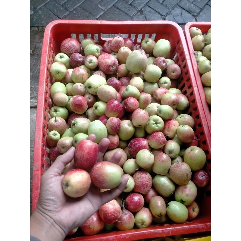 Jual Apel Ana mini asli dari Batu 1 kg | Shopee Indonesia