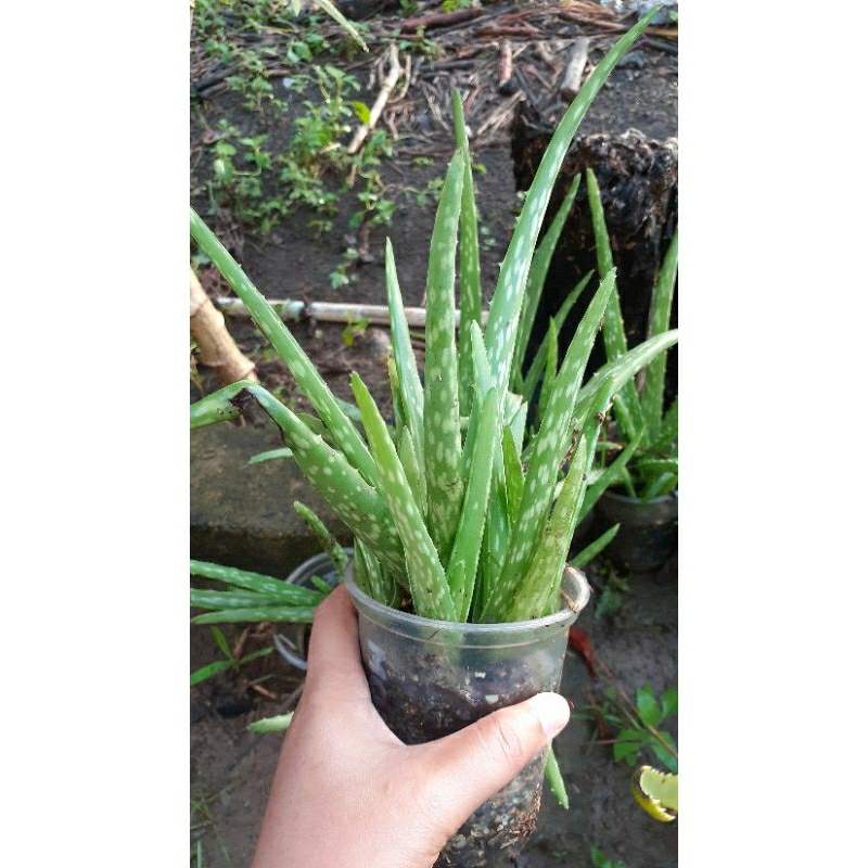 Jual Lidah Buaya Harga Ekonomis Shopee Indonesia