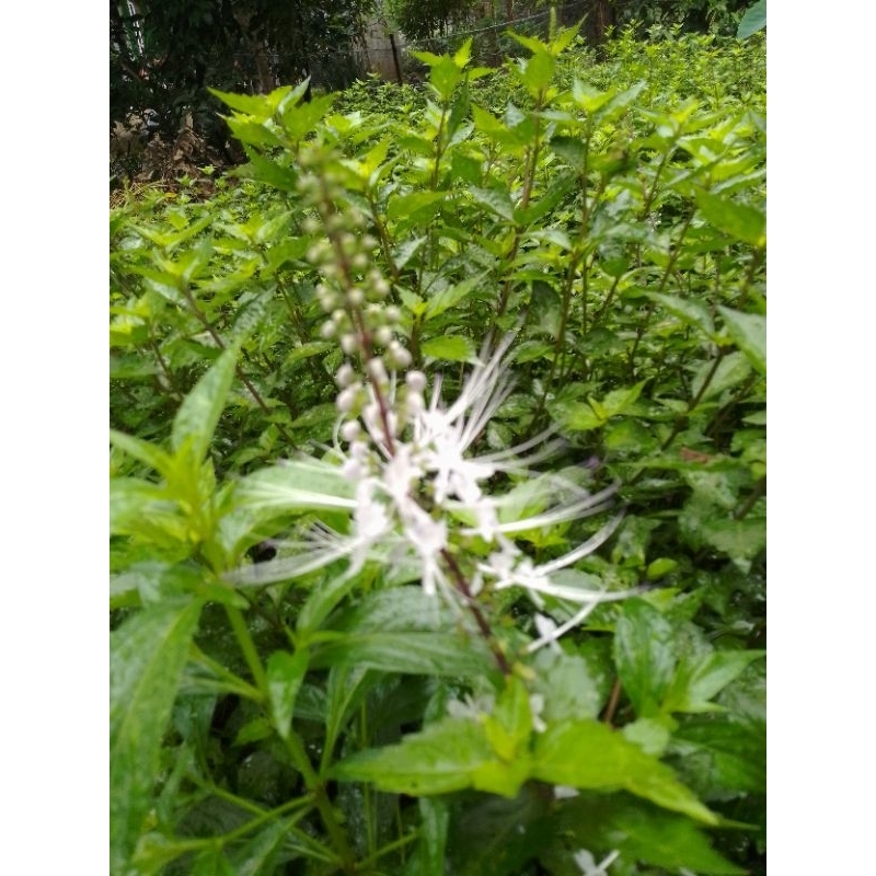 Jual daun kumis kucing daun fresh 80 gr order baru dipetik bonus keji