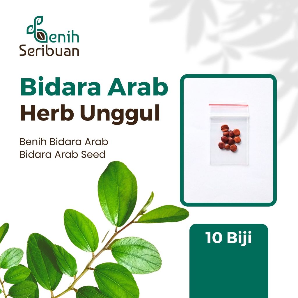 Jual Benih Bidara Arab Berkualitas untuk Pertanian Rumahan - 10 Benih ...