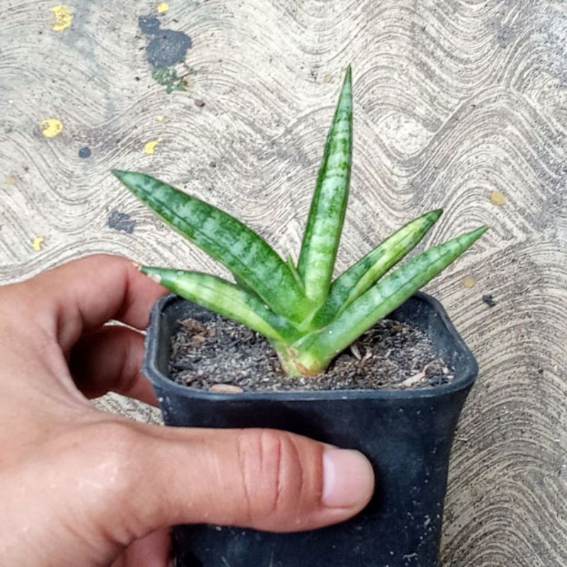 Jual sansevieria boncel varigata | Shopee Indonesia