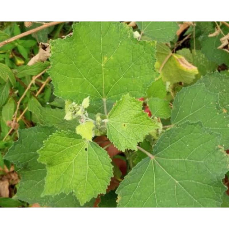 Jual Paket 1kg daun pulutan sgar | Shopee Indonesia