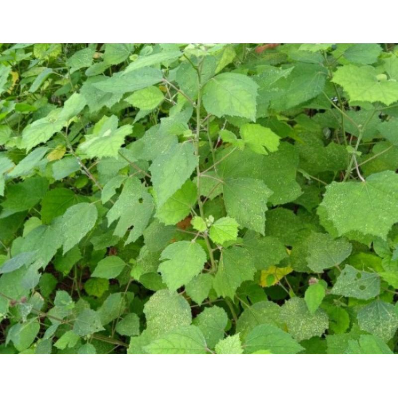Jual Paket 1kg daun pulutan sgar | Shopee Indonesia