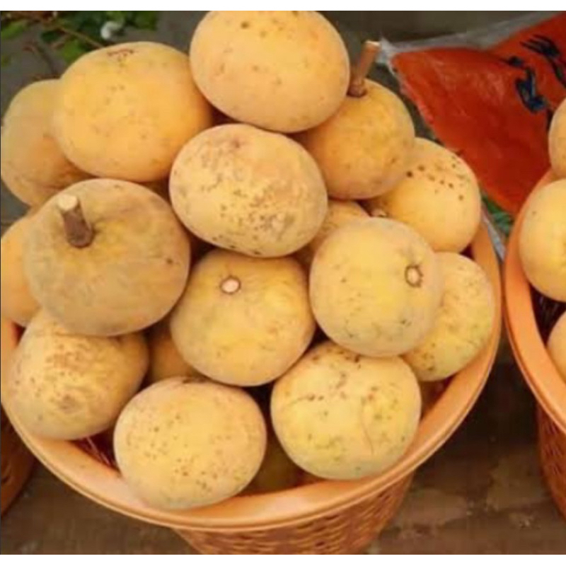 Jual Buah kecapi manis segaar | Shopee Indonesia