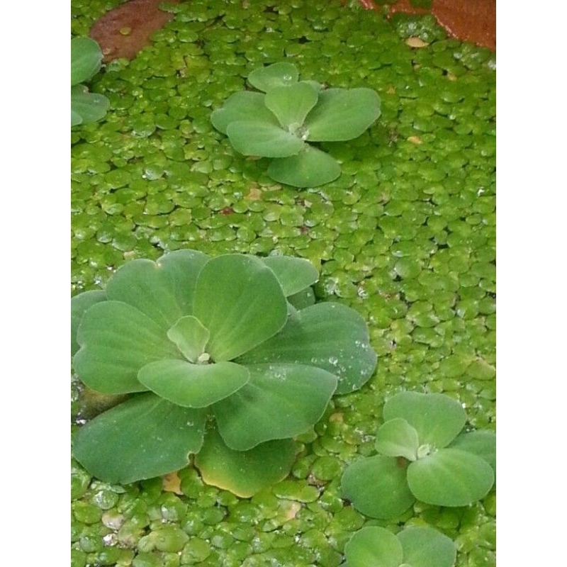 Jual TANAMAN AIR APU APU KEYAMBANG AQUASCAPE KAYU APU TANAMAN APUNG ...