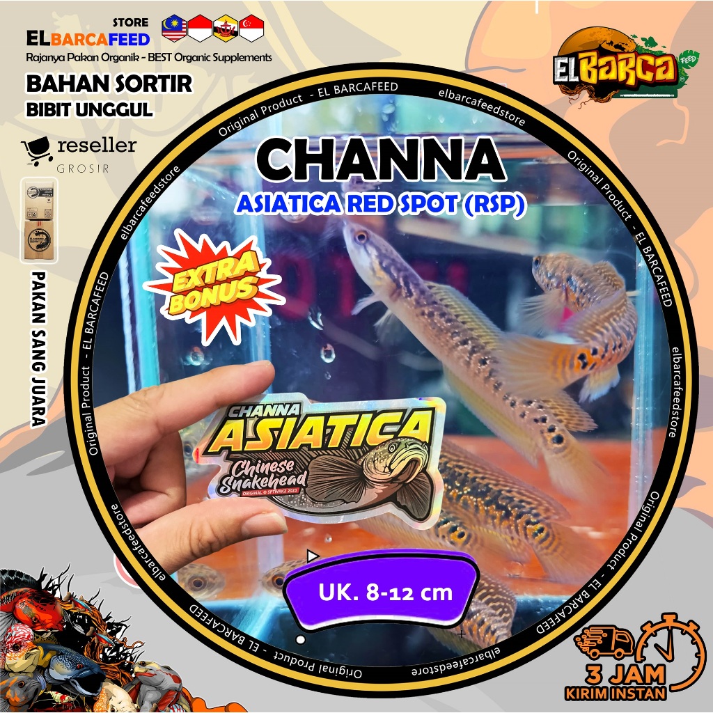 Jual STICKER CHANNA HIDUP ASIATICA RED SPOT RSP Gondrong HF dot marking ...
