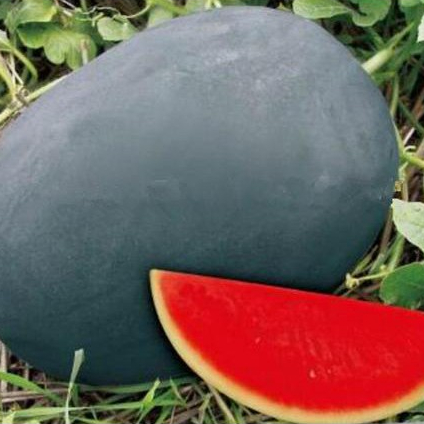 Benih Buah Semangka Hitam Manis Import (Isi 5 biji)
