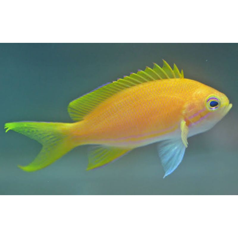 Jual ikan anthias kuning antias kuning | Shopee Indonesia