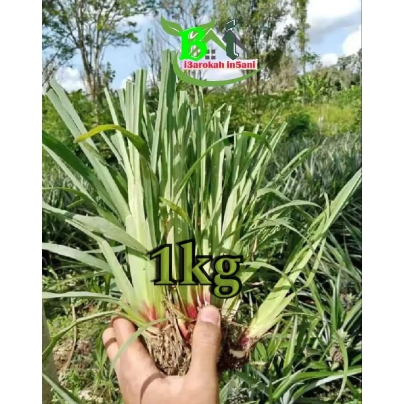 Jual BENIH BIBIT RUMPUT SATRIA,1kg solusi pakan hewan ternak | Shopee ...