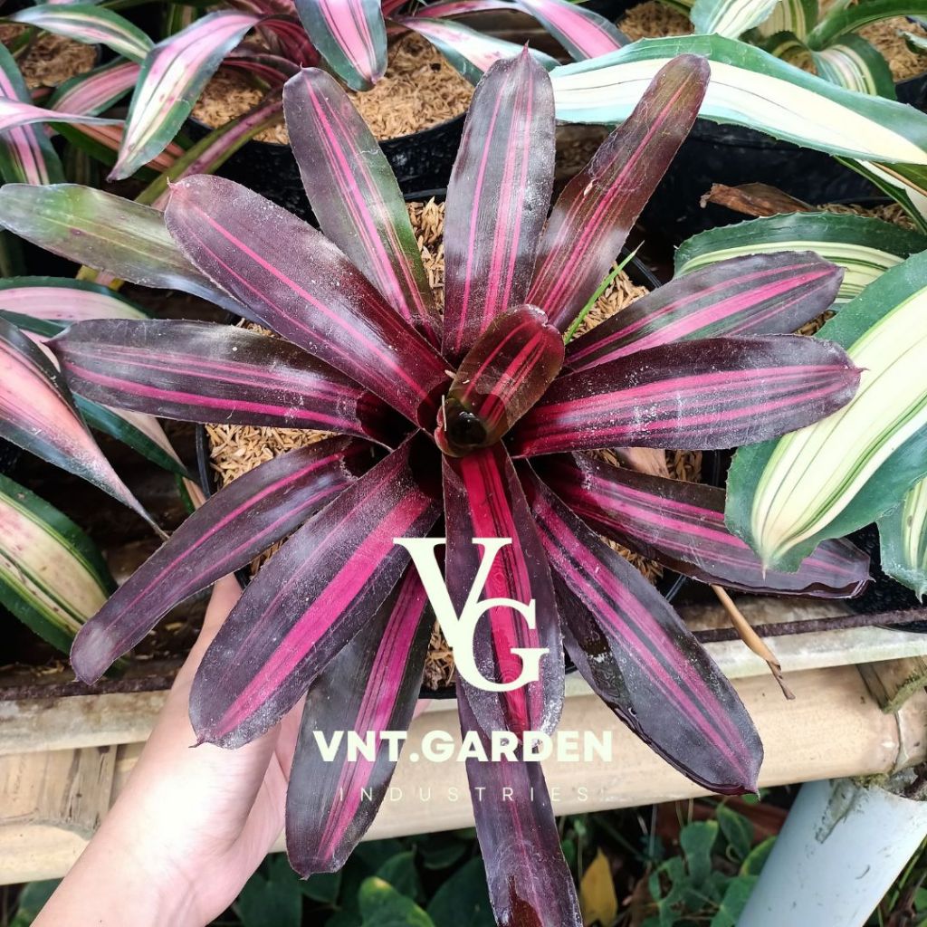 Jual Tanaman Hias Bromelia Tri Colour Beauty | Shopee Indonesia