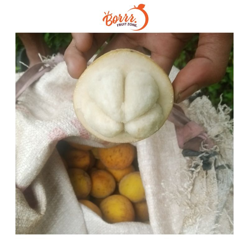Jual Buah Kecapi Daun ( Manis ) 1 kiloan. | Shopee Indonesia