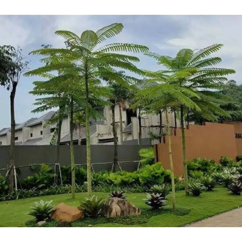 Jual Tanaman solobium parahyba pakis brazil ukuran 100 cm | Shopee ...