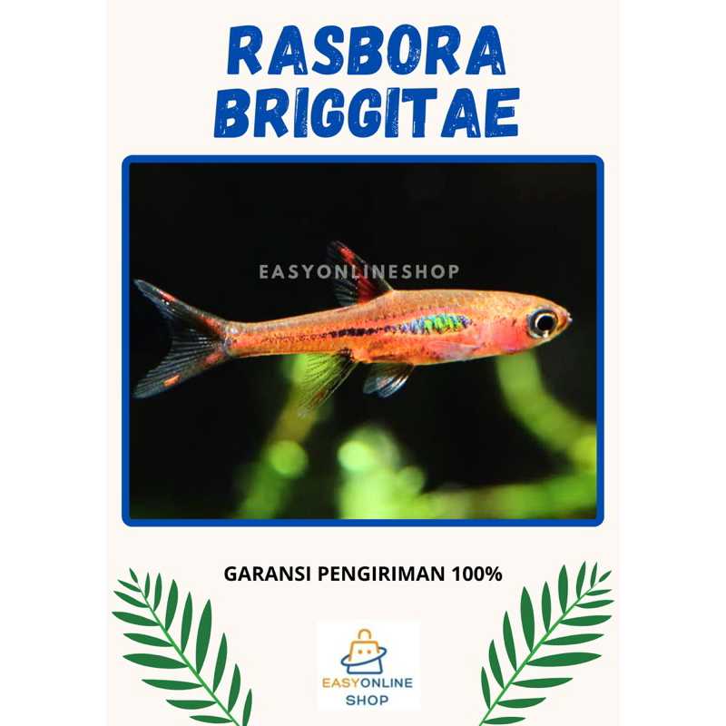 Jual Rasbora Brigittae Rasbora chilli Boraras Brigittae Nano tank ...